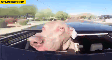 silly-dog-riding-car-fast-animation.gif