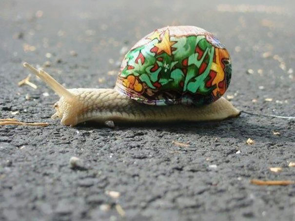 painted-snail-shell-12.jpg