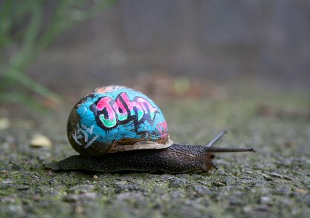 painted-snail-shell-6.jpg