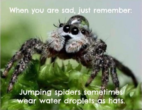 Cute+jumping+spider_cd1863_4978977.jpg