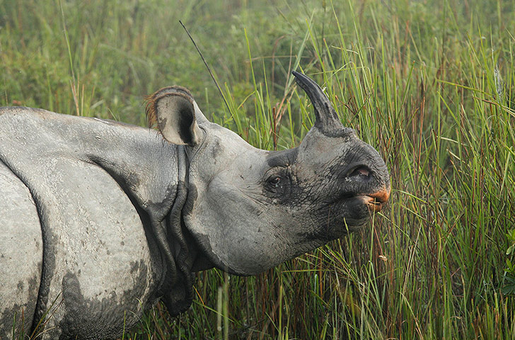 -one-horned-rhinoceros-gr-016.jpg