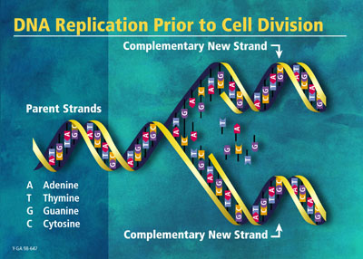 dna-9a.jpg