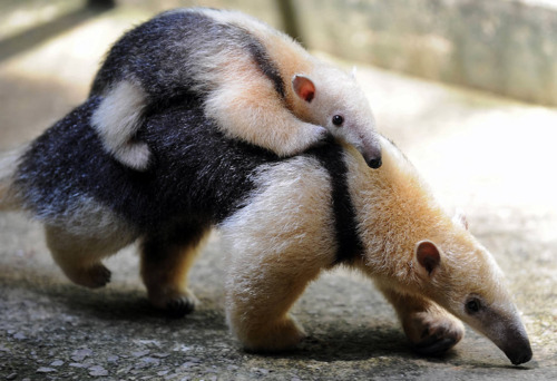 anteater-baby.jpg