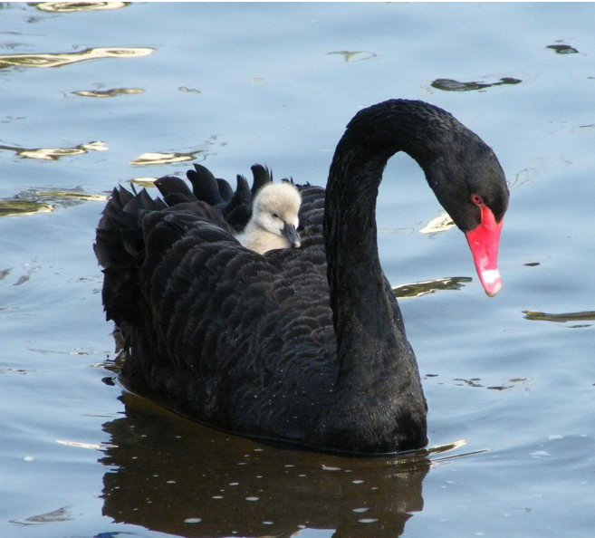 A+Milroy+Black+swans.PNG