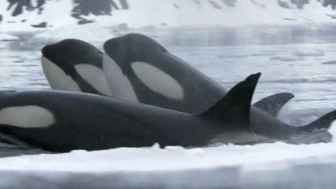 orca-s-killer-whales-o.gif