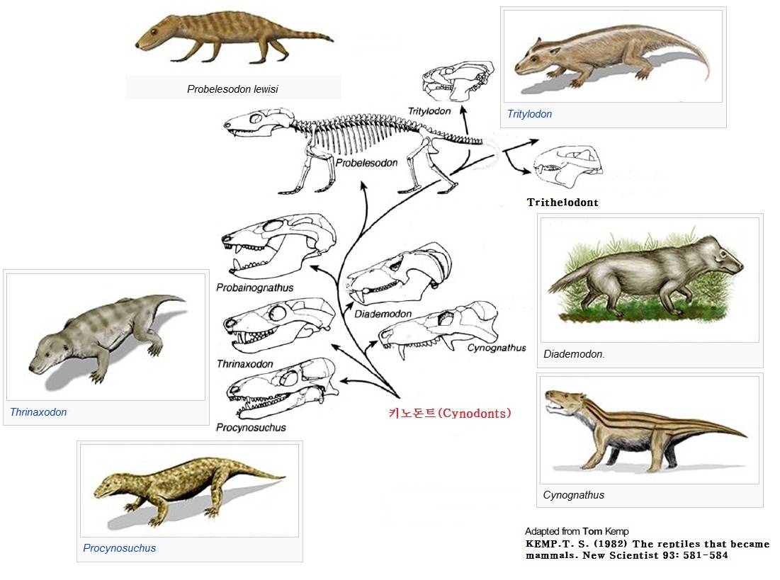 326330-evolution-evolution-of-mammals-illustration.jpg