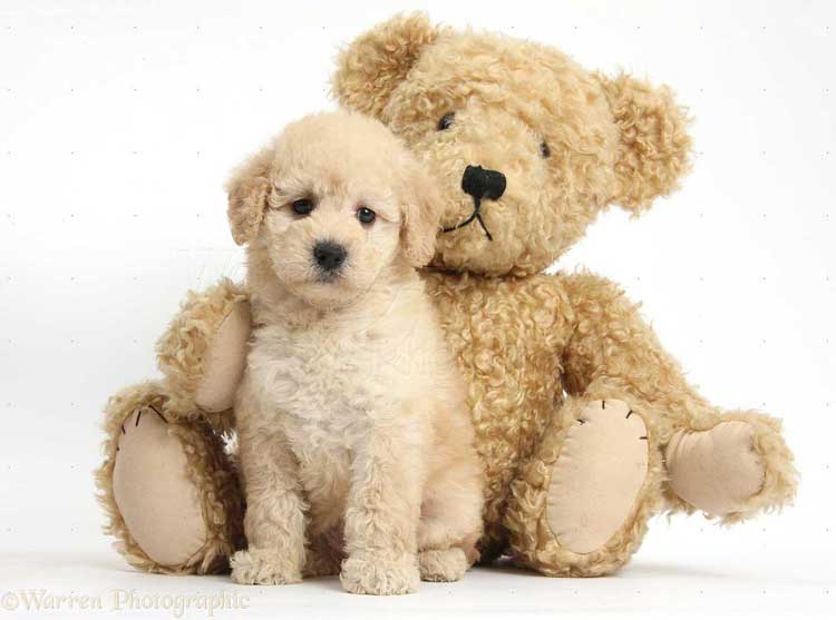 Goldendoodle-puppy-Teddy-bear-dog.jpg