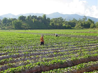 Strawberry_farmer_inspect_field_1.jpg