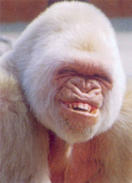 monkey_smile.jpg