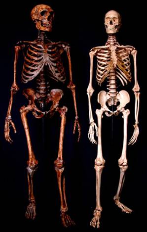 neanderthal-left-and-human-right-skeletons2.jpg