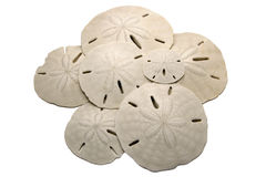 sand-dollars-pile-1684307.jpg