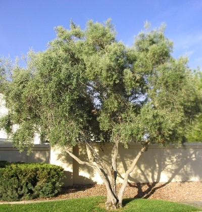 big-olive-tree.jpg