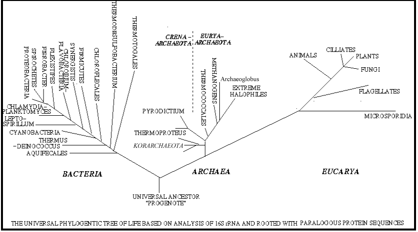 universal_tree.gif