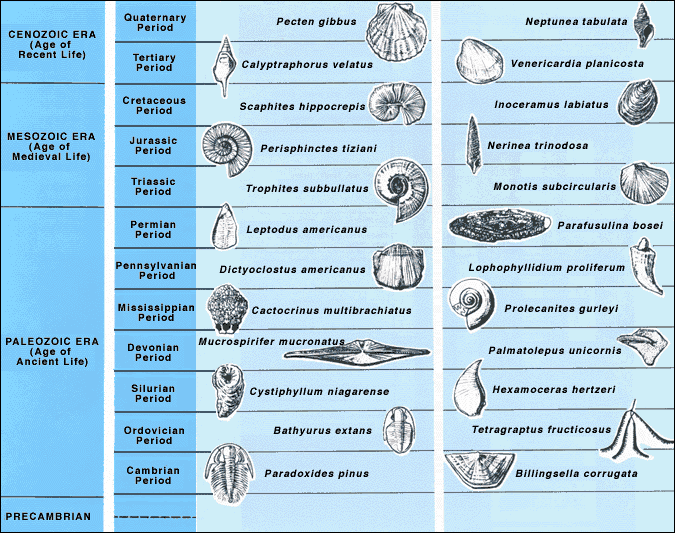 Index_fossils.gif