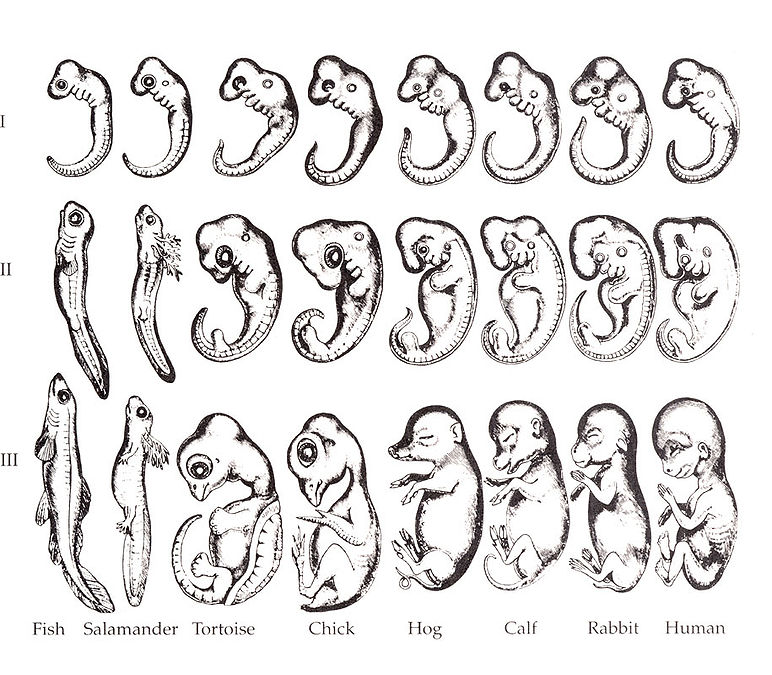 772px-Haeckel_drawings.jpg