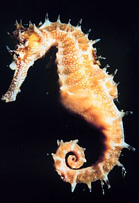 200px-Hippocampus.jpg