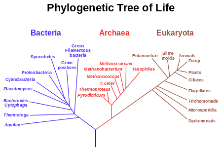 450px-Phylogenetic_tree.svg.png