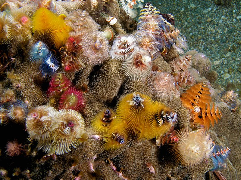 800px-Spirobranchus_giganteus_%28assorted_Christmas_tree_worms%29.jpg