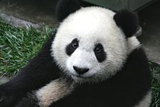 225px-Panda_Cub_from_Wolong,_Sichuan,_China.JPG
