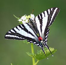 220px-Zebra_Swallowtail%2C_Megan_McCarty69.jpg