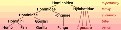 418px-Hominoid_taxonomy_7.svg.png