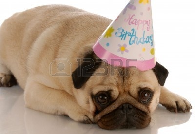 5593443-pug-laying-down-with-birthday-hat-on-white-background.jpg