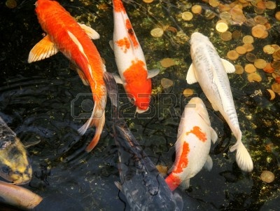 17057595-koi-carp-fish-in-water-garden-cyprinidae.jpg