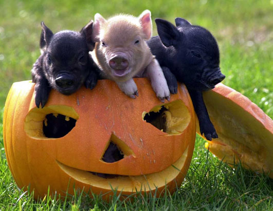 Pigs-loves-pumpkins.jpg