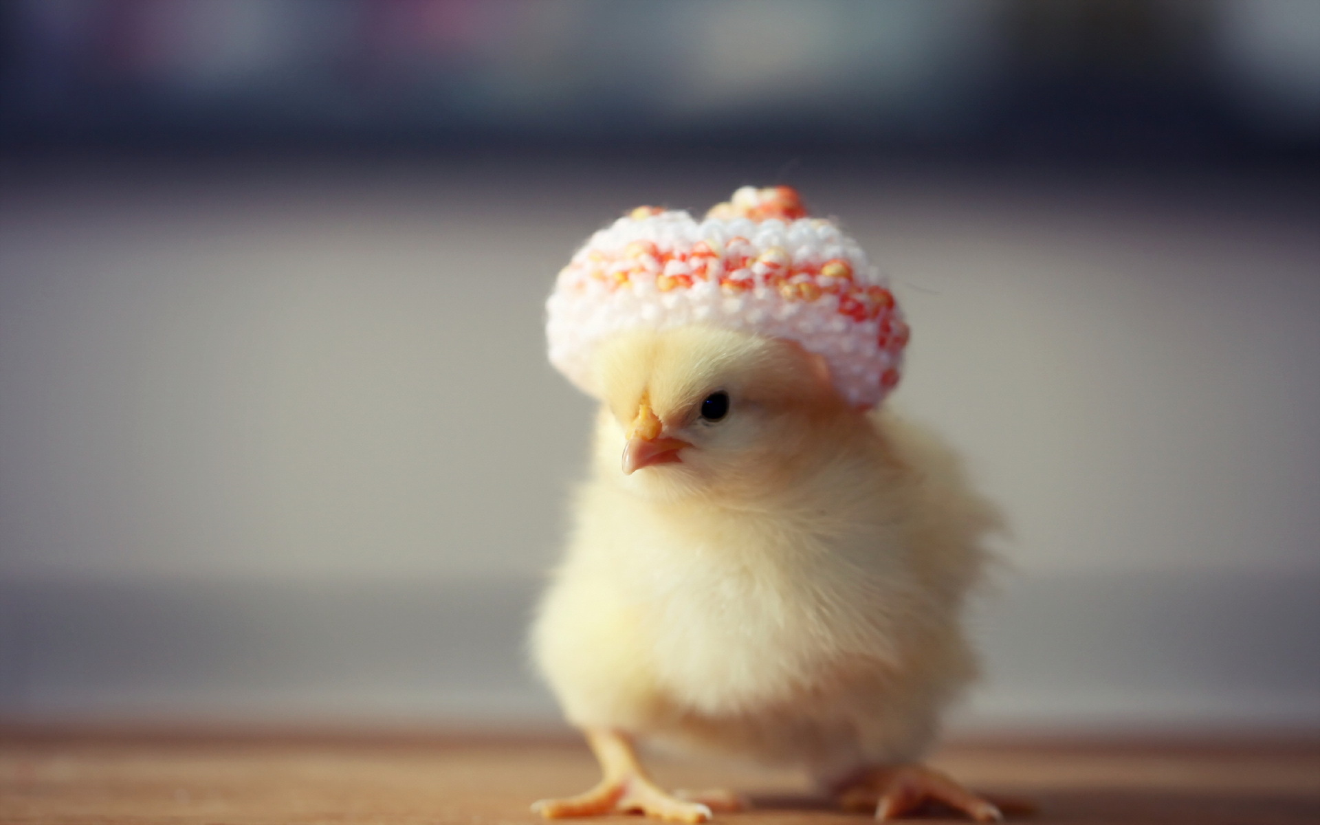 Beautiful-Chicken-Wallpapers.jpg