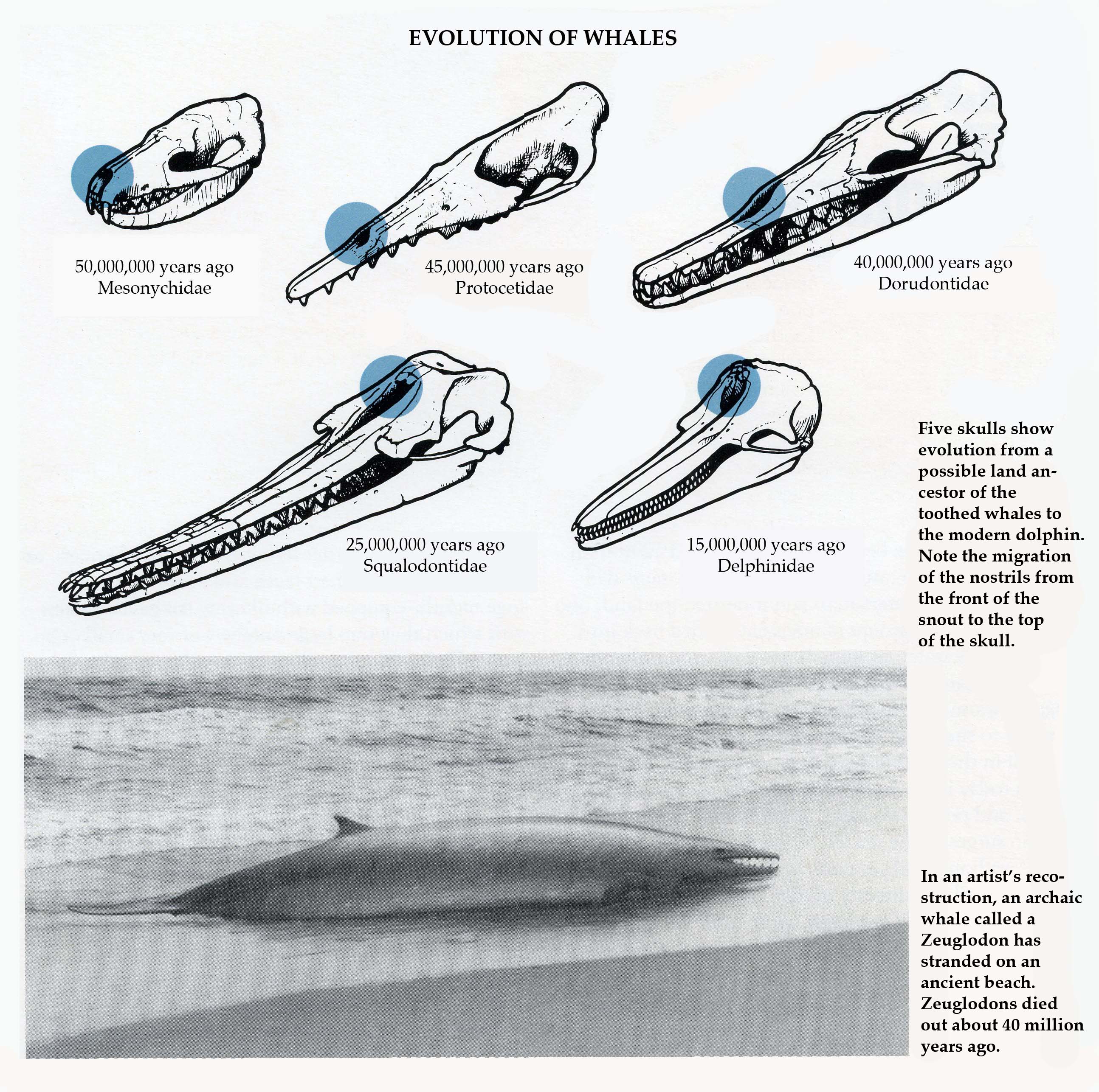 Evolution-of-Whales.jpg