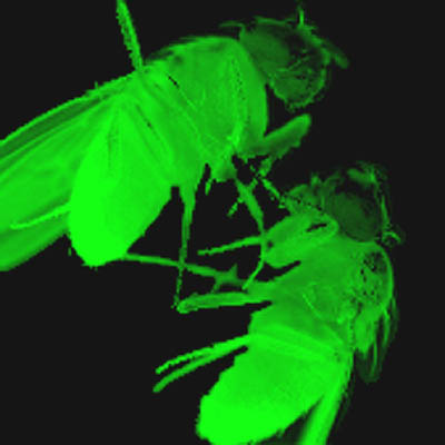 drosophila.jpg