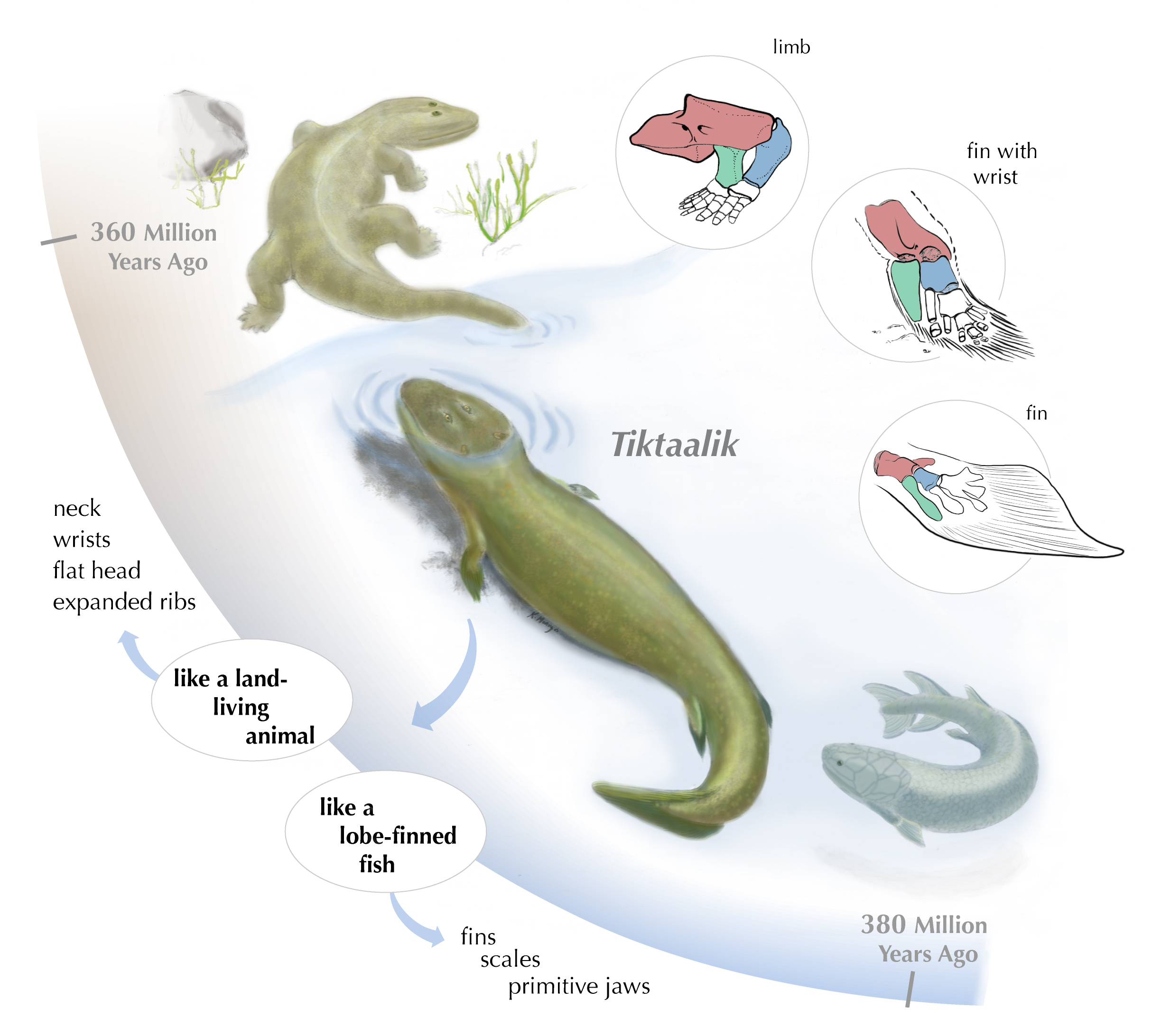 060406.tiktaalik-1.jpg