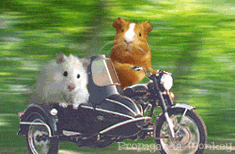 animated-hamster-image-0117.gif