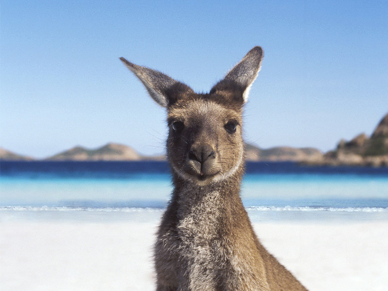 kangaroo_800_600.jpg