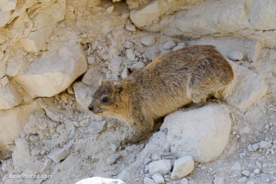 Hyrax,-rock-badger,-coney-at-En-Gedi,-tb010812277-bibleplaces.jpg