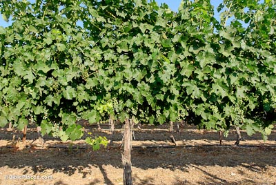 Grapes-on-vine-near-Hulda-tb070606257-bibleplaces.jpg