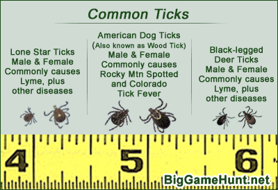 preventing_ticks_1.gif