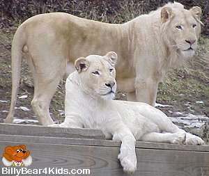 white-lions.jpg