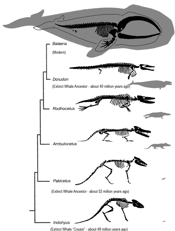 whale_evolution.jpg