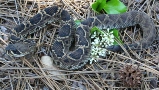 rattlesnake1.jpg