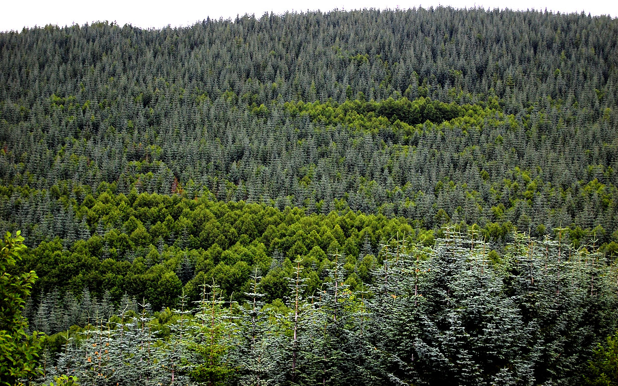 Trees-replanted-after-Mount-St-Helens-eruption-07-31-2011_2255-copy.jpg