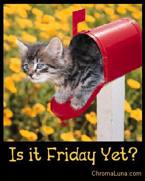 friday_yet_kitten.JPG