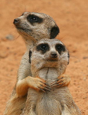 meercats.jpg