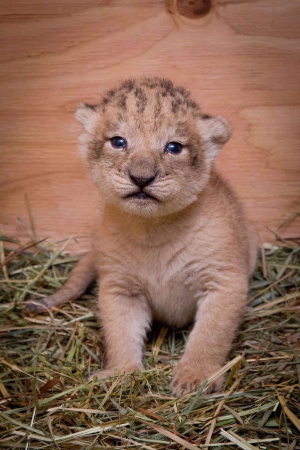 Newborn-lion..jpg