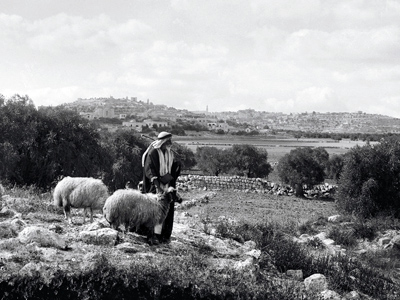 bethlehem_christmas-day_shepherd-with-sheep_mat09153t.jpg