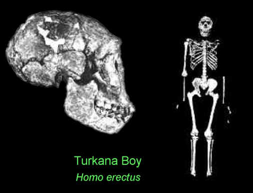 Turkana%20Boy.jpg