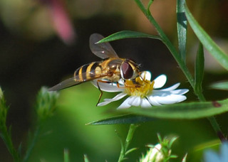 Syrphus_ribesii,_Flower_Fly,I_SOP2967.jpg