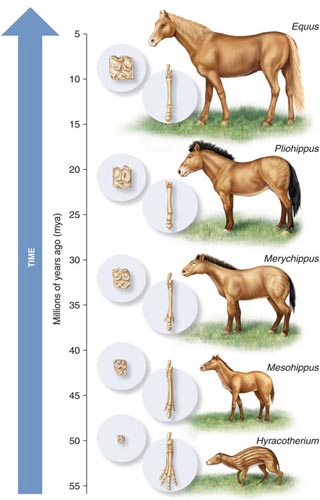 horse-evolution-2.jpg