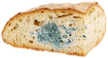 moldy-bread.jpg