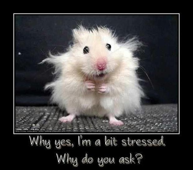 funny-demotivational-posters-stressed.jpg
